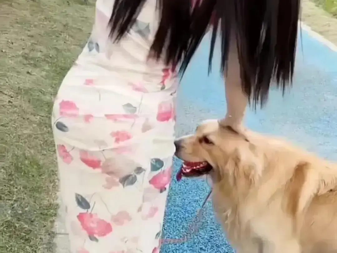 《抖音香香公主与爱犬金毛》日常互动完整版在线观看-高能撒娇合集免费看-抖音金毛蹭香香公主直播回放无广告资源-香香公主与爱犬金毛高清秒播